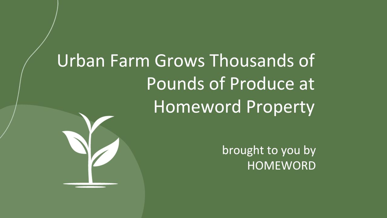 Urban Farm Grows Thousands of Pounds of Produce at Homeword Property - brought to you by Homeword